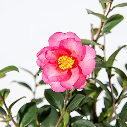PERFECT PLANTS Kanjiro Camellia Shrub 3 Gallon | Live Plant for Outdoor Planting | Hot Pink Flowers with Evergreen Foliage | Perfect for Sun or Shade Garden PERFECT PLANTS Kanjiro Camellia Shrub 3 Gallon | Live Plant for Outdoor Planting | Hot Pink Flowers with Evergreen Foliage | Perfect for Sun or Shade Garden