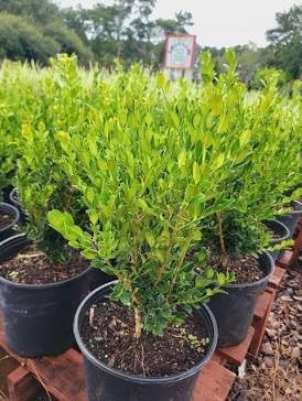 Wintergreen Japanese Boxwood Shrub, Evergreen, Outdoor, Dense Foliage, Green, 2-4 ft Height, Full Sun-Partial Shade (1 Gallon Plant)