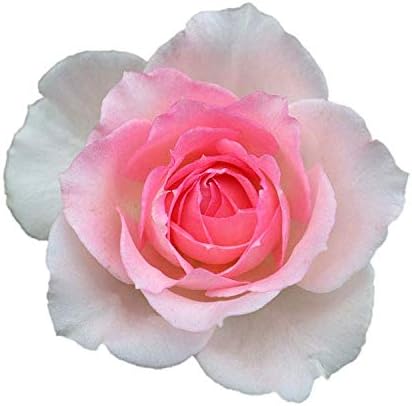 Amazon バラ苗 スマイル 大苗7号専用角鉢入 ピンク系 Rose For You 購入特典 ぼかし肥料1kg付き 鉢