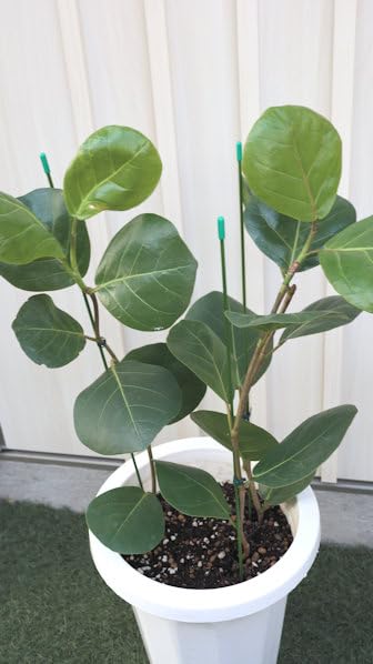 Amazon｜観葉植物 シーグレープ （ココロバ）8号サイズ｜観葉植物