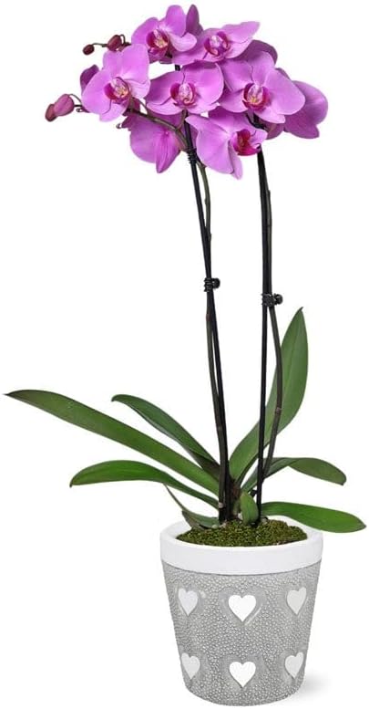 From You Flowers - Blooming Love Lavender Orchid for Mother's Day, Birthday, Anniversary, Get Well or Celebration