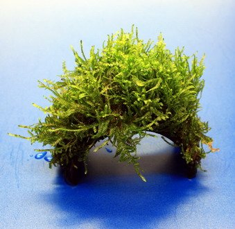 Moos-Brücke aus Kokosnuss mit Javamoos bewachsen