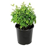 3 Gal. Nandina Fire Power Shrub
