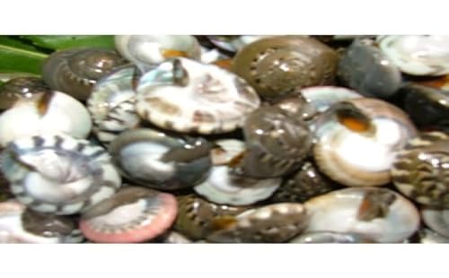 ながらみ 1kg 魚介類・貝・ながらみ・塩抜き・冷凍・ボイル・1キロ