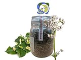infusion valeriana peru 🍀Modo y mejor forma de preparar esta potente combinación: Infusiona en agua hirviendo de 5 a 10 minutos, o deja que las plantas infusionen en agua fría de 4 a 8 horas, ideal para un té helado