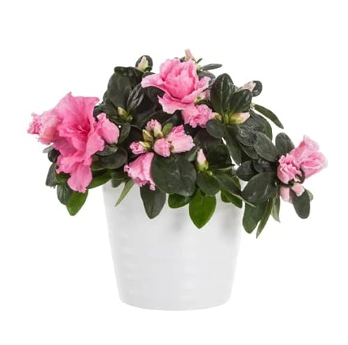 Azalea Natural Arbusto Perfecto para Jardines o Terrazas