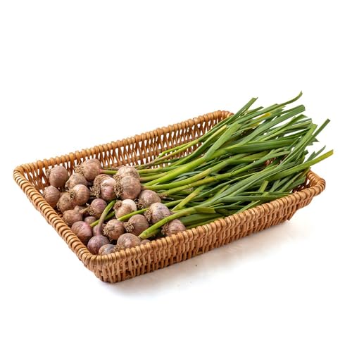 semillas de ajo - plantas de jardín semillas hortalizas maceta camas elevadas para jardín plantas interior interior en macetas resistentes ajo elefante exóticas balcón invernadero 50pcs