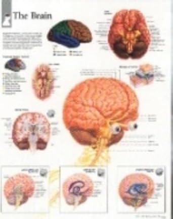 Brain Paper Poster: Wall Chart | Amazon.com.br