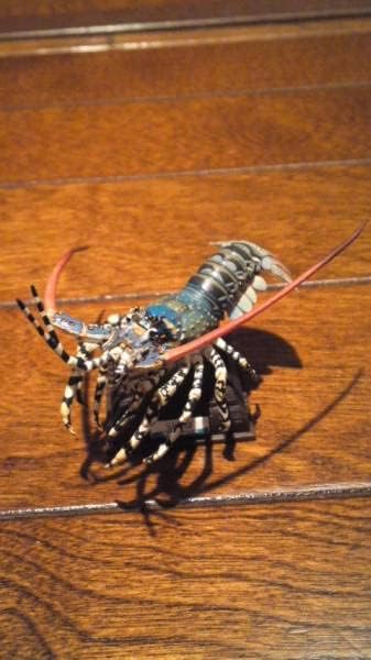 ネイチャーテクニカラー 鳥羽水族館 ニシキエビ 全6種 ネイチャー