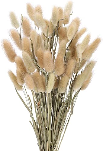 RADCANE 30pcs Herbe de La Pampa Naturelle 44cm Queue de Lapin Bouquets de Fleurs Sechees Couleur Primaire Pampas Sechees Decoration Phragmites Communis Petite pour Mariage Chambre Jardin Cover
