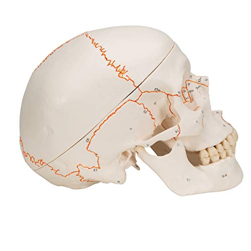 image for 3B Scientific A21 Plastic 3 Part Numbered Human Classic Skull Model, 7