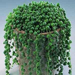 Succulent Plant String Of Pearls | Senecio Rowleyanus Live Hanging Succulent Plant with Pot for Home Garden Indoor Decoration-image-28