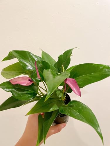 観葉植物 アンスリウム 3号」の人気商品一覧 | 安い商品を通販サイト