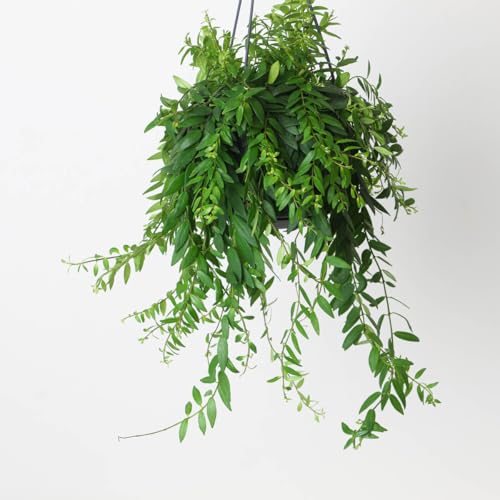 Aeschynanthus japhrolepis, Lipstick Plant, Pet Friendly Hanging Houseplant 15cm Hanging