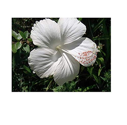 WingDong Garden Live White Hibiscus/Gudhal Beautiful Flower Plant With Pot (B081GJ26RR) Amazon Price History, Amazon Price Tracker
