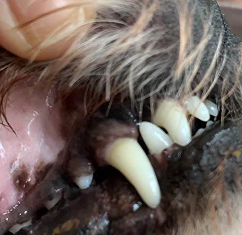 DERMAVET Lavapirox Zahnpasta vom Tierarzt mit Chlorhexidin- Vet Anti-Plaque C gegen Zahnstein und Zahnfleischentzündungen