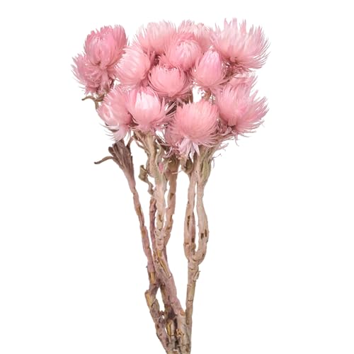 ������(Tokyodo) �V���o�[�f�[�W�[�~�j #063�s���N�L�����f�B�[ ��L30cm 20g�� FD004441-063