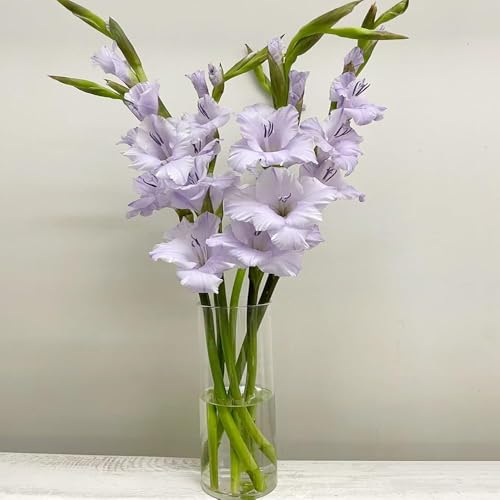 4 pezzi Bulbi di resistenti - bulbi di gladioli giardino Resistente al suolo primavera, bonsai, balcone bulbo