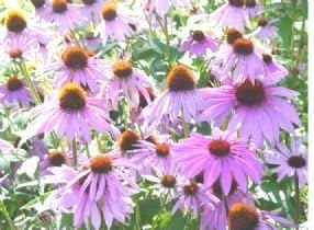1,200 Purple Coneflower Seeds