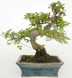 Serissa phoetida 8 años