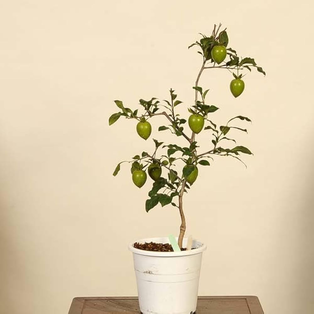 ローヤ柿（老爺柿） ローヤ柿（老爺柿）