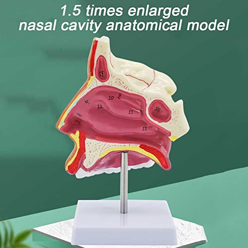 Modèle d'anatomie nasale et cavité humaine avec os externes du nez - 3