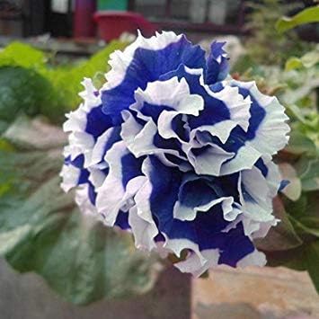 200 pz Balcone Petunia Hybrida Pianta Petunia Semi di Fiori