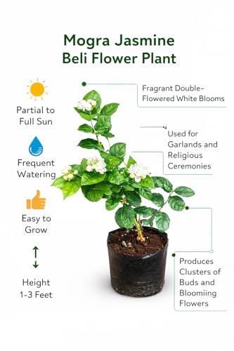 Image of REMASLARIC-Beautiful All Season Mogra Jasmine /Beli Flower Plant Tree || For Home garden Outdoor & Indoor.