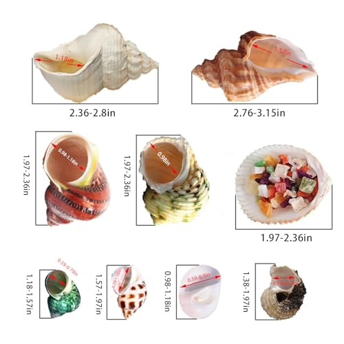 Hermit Crab Shells 17PCS (9 Types) Medium Small Growth Turbo Seashells 0.6-1.6 Inch Various Openning Size Natural