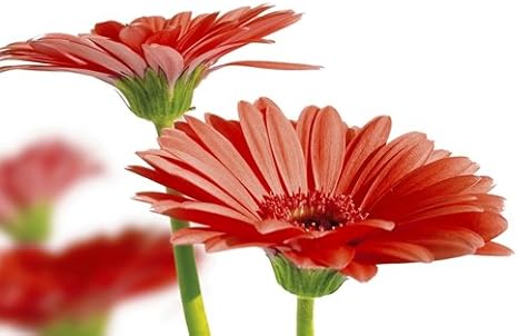 Amazon ガーベラ花びら花キャンバスにアート印刷 壁の装飾ポスター X 30インチ アートフレーム ポスター オンライン通販 Amazon ガーベラ花びら花キャンバスにアート印刷 壁の装飾ポスター X 30インチ アートフレーム ポスター オンライン通販