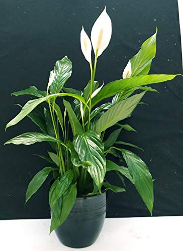 POWERS TO FLOWERS - SPATIFILIUM GRANDIFLORA, SPATIFILLO XXL IN VASO CERAMICA NERO A RIGHE, vaso 22cm, pianta vera