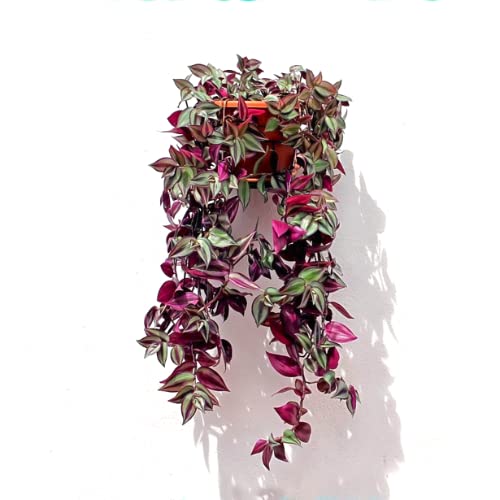 Purple Wandering Jew Live Plant Cuttings - (9) Cuttings - Tradescantia Zebrina Live Plant for Growing Indoor - No Root