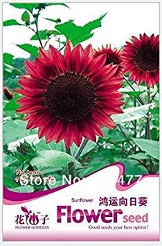 Amazon Co Jp 鉢植えの花の種ジニア 蘇飛ジニア ヒャクニチソウ 花の種 約50粒子 ホーム キッチン