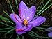 Saffron Crocus 20 Bulbs