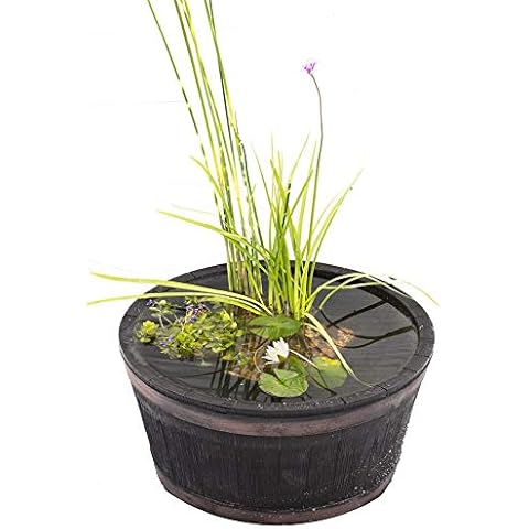 Complete Patio Pond Set - Dwarf Lily - 3 Marginal Plants - Pots and Compost - Just Pot up and add Water Cover