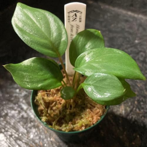 Homalomena sp. "Silver Muska" AZ0324-2