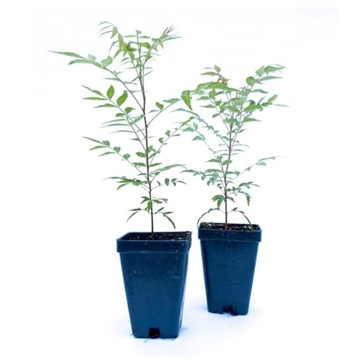 2 Chinese Pistache Trees | Live Saplings in 2.5-inch Nursery Cubes | Pistacia Chinensis Variety | Drought-Tolerant Deciduous Shade Canopies | Bursting Colorful Foliage for Home and Garden Landscaping