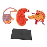 UKCOCO Modèle Anatomique D'estomac En Plastique Réaliste Pour Fourniture D'enseignement Médical, Matériel Pédagogique Éducatif Portable Pour Cours D'anatomie Et Physiologie