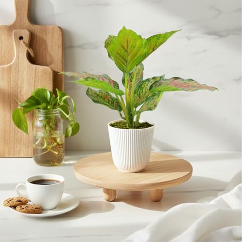 Image of KARP Artificial Potted Plants, 26Cm Height Mini Faux 10-Leaf Dieffenbachia Plant with White Pot Home Decor, Indoor Artificial Ornamental Plants for Living Room, Office Desk & Bathroom, Decorative