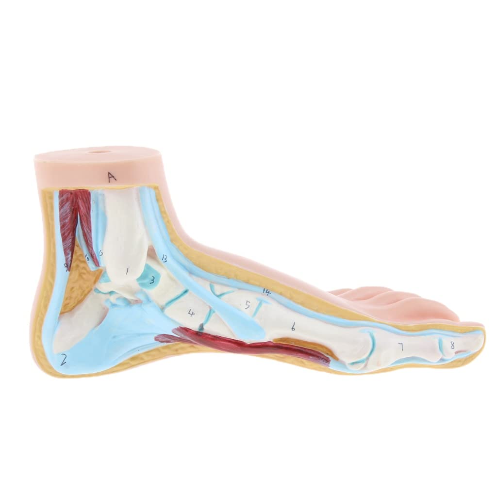Modele Anatomiczne 3 Szt. Zestaw Ludzkiej Normalnej Płaskiej Wysklepionej Stopy Model Anatomiczny Pvc Anatomia Szkoła Materiały Laboratoryjne Do Nauczania Medyc,