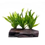 SubstrateSource Live Aquarium Plants on Driftwood...