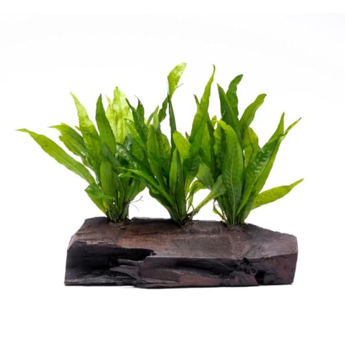 SubstrateSource Live Aquarium Plants on Driftwood, Lava Rock, Moss Mat