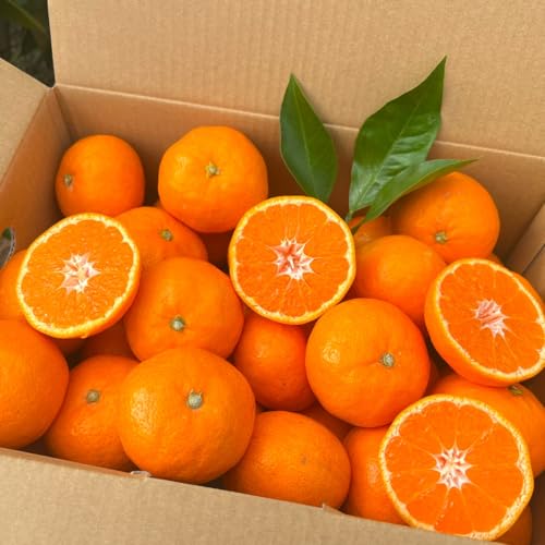 山崎農園 完熟 アルギット みかん 3kg M〜Lサイズ