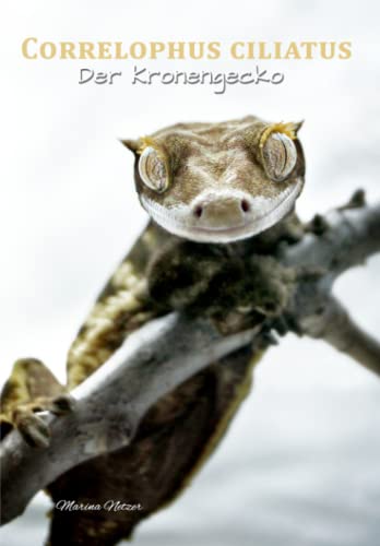 Correlophus ciliatus: Der Kronengecko