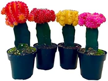 Four Grafted Moon Cactus 4 Pack Small Live Variety Ruby Ball Blooming Cactus Plant Flowering Little Cactus Potted Plants Safe for Pets Moon Cactus Plant Flowering Cactus Little Cactus Plants