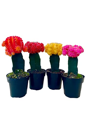 Four Grafted Moon Cactus 4 Pack Small Live Variety Ruby Ball Blooming Cactus Plant Flowering Little Cactus Potted Plants Safe For Pets Moon Cactus Plant Flowering Cactus Little Cactus Plants #TOP30