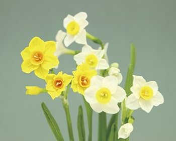 Amazon.co.jp: ワンデーフラワーvol.2 One Day Flower vol.2