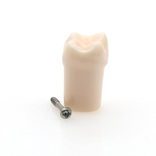 Miniatura 5 de Modelo de estudio de dientes de práctica de Typodont dental, modelo de estudio, dientes de repuesto individual, enseñanza de estudiantes,