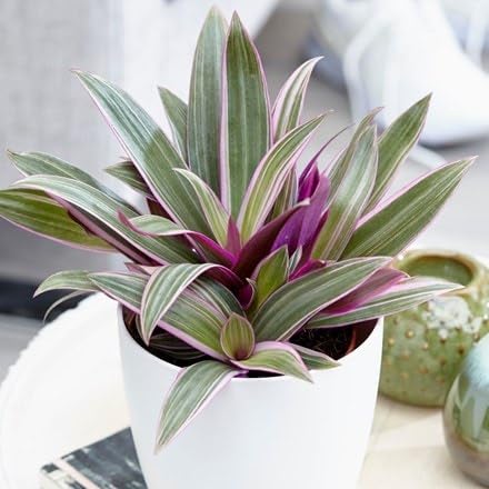Pink Spider plants (pack of 1) (B0D5DGKYG8) Amazon Price History, Amazon Price Tracker