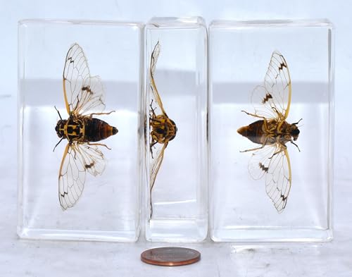 Image of 2.9 inch Real Cicada Cicadatra Querula w /Open Wings in Crystal Clear Lucite Resin Paperweight Specimen Preserved Insect Taxidermy Collection for Biology Science Education Desk Ornament Display Supplies